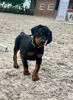 Dobermann puppy’s, Dieren en Toebehoren, Particulier, Rabiës (hondsdolheid), Meerdere, 8 tot 15 weken