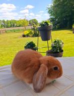 🩷🎁 SWEET TEDDY HANGOORDWERG RASZUIVER MINI LOP KONIJNTJE, Dieren en Toebehoren, Konijnen, Vrouwelijk, Dwerg