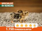 Barnevelder kriel kuiken | Gesekst en ingeënt