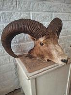 Prachtige opgezette Moeflon kop uit Frankrijk, Verzamelen, Dierenverzamelingen, Ophalen of Verzenden, Gebruikt, Wild dier, Gewei of Kop