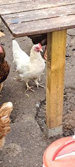 Kriel hen, Dieren en Toebehoren, Vrouwelijk, Kip