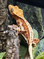 Lilly white wimper gekko - crested gecko, Dieren en Toebehoren, Overige soorten, Tam, 0 tot 2 jaar