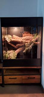 Terrarium met inrichting en 3 Boa's, Ophalen, Zo goed als nieuw, Terrarium of Paludarium