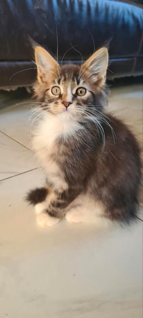 Maine coon kittens, Dieren en Toebehoren, Katten en Kittens | Raskatten | Langhaar, Meerdere dieren, 0 tot 2 jaar, Ontwormd, Ingeënt