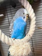 Grasparkiet, Dieren en Toebehoren, Mannelijk, Parkiet