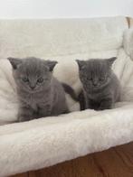 Britse korthaar kittens, Dieren en Toebehoren, Katten en Kittens | Raskatten | Korthaar, Poes, Met stamboom, 0 tot 2 jaar