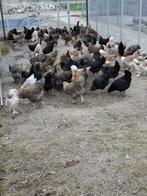Grote keuze uit allerlei legkippen-sierkippen-krielkippen, Dieren en Toebehoren, Pluimvee, Vrouwelijk, Kip