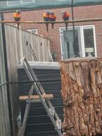 2 lorris, Dieren en Toebehoren, Vogels | Parkieten en Papegaaien, Meerdere dieren, Parkiet