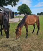 Cruzado D pony jaarling merrie, Dieren en Toebehoren, Merrie, Dressuurpony, Niet van toepassing, 0 tot 2 jaar
