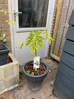 Papayaplant - Carica Papaya “sunnybees”, Ophalen, Volle zon, Vaste plant, Bloeit niet