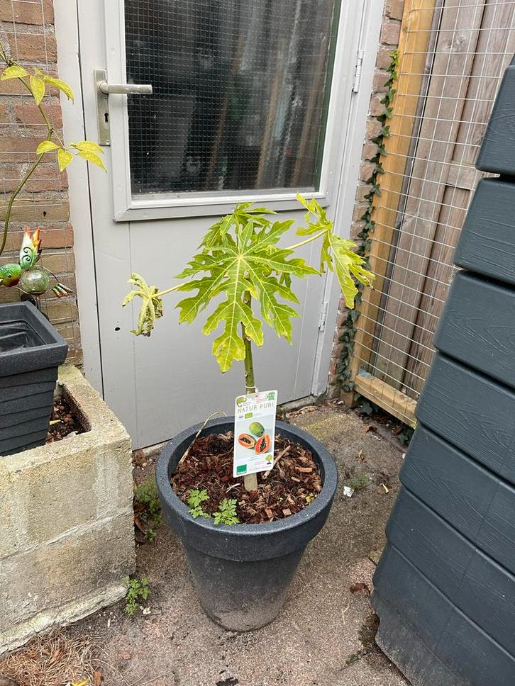 Papayaplant - Carica Papaya “sunnybees”, Tuin en Terras, Planten | Tuinplanten, Vaste plant, Fruitplanten, Volle zon, Bloeit niet
