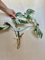 Monstera Albo stek met veel nieuwe wortels, Overige soorten, Minder dan 100 cm, Groene kamerplant, Halfschaduw