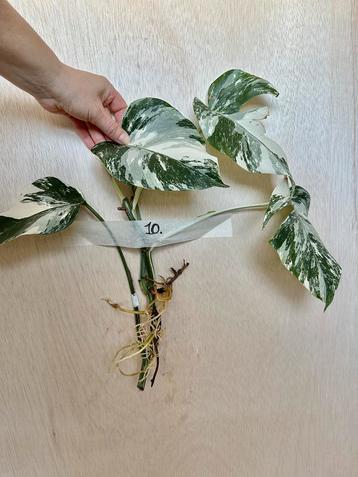 Monstera Albo stek met veel nieuwe wortels beschikbaar voor biedingen