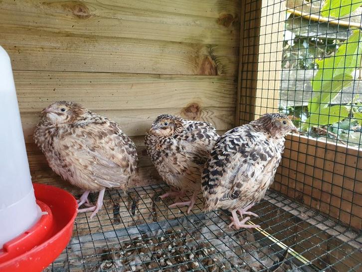 2 hennen / trio Rotkopf Japanse kwartel Jumbo, Dieren en Toebehoren, Pluimvee, Overige soorten, Meerdere dieren