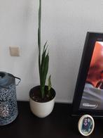 Mooie sanseveria met pot, Ophalen, Halfschaduw, Minder dan 100 cm