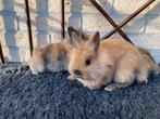 3 fluffy konijnen, Dieren en Toebehoren, Konijnen, Meerdere dieren