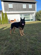 Raszuivere Duitse Herder pups, Dieren en Toebehoren, Particulier, 8 tot 15 weken, Buitenland, Meerdere