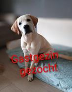 Gastgezin gezocht voor een pup in opleiding, Nederland, Reu, 8 tot 15 weken, Labrador retriever