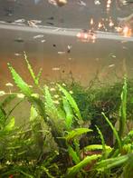 Baby Guppen en jong volwassenen guppen., Dieren en Toebehoren, Vissen | Aquariumvissen, Vis, Zoetwatervis