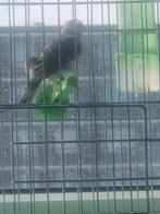 Edelzanger man Inc Dna 2023, Dieren en Toebehoren, Vogels | Overige Vogels, Mannelijk, Geringd