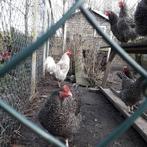 Broedeieren Noord Hollandse blauwe, Dieren en Toebehoren