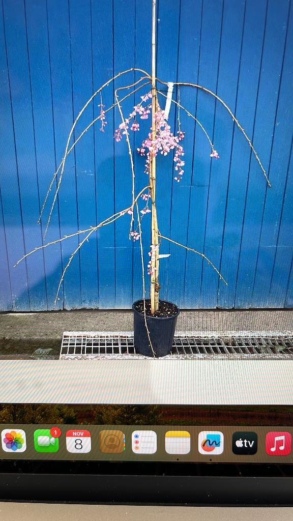 GEZOCHT: Prunus Subhirtella Pendula Rubra, Tuin en Terras, Planten | Bomen, Volle zon, Lente, 100 tot 250 cm, Overige soorten