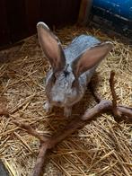 Vlaamse reus reuzen konijnen, Mannelijk, Groot