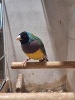 Gould man split blauw, Dieren en Toebehoren, Vogels | Overige Vogels, Mannelijk, Geringd