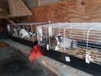 Opvang konijn/cavia/vogel tijdens vakantie, Oppas