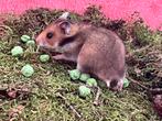 Syrische hamster vrouwtje, Dieren en Toebehoren, Knaagdieren, Hamster, Vrouwelijk, November, Tam
