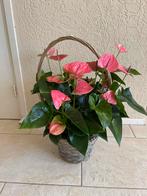 Mooie rose “ Anthuriums “ in leuke grijze mand, Ophalen, Overige soorten, Halfschaduw, In pot