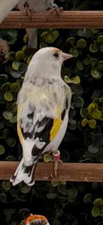 Majoor putter bond pop, Dieren en Toebehoren, Vogels | Overige Vogels