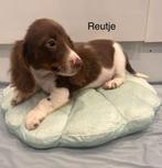 Langharige teckel Puppy's, Dieren en Toebehoren, Honden | Teckels en Dashonden, Standaard, CDV (hondenziekte), 8 tot 15 weken