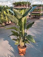 Strelitzia Augusta 160cm – volle brede plant, Ophalen, Halfschaduw, 150 tot 200 cm