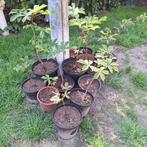 Diverse jonge Kastanjebomen in Pot (€2.50 per stuk), Tuin en Terras, Planten | Bomen, In pot, Herfst, Halfschaduw, Minder dan 100 cm