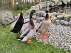Groep Woerden Loopeenden 3, Dieren en Toebehoren, Pluimvee, Meerdere dieren, Eend
