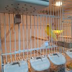Te koop 2 koppels Raza kanaries, Dieren en Toebehoren, Meerdere dieren, Kleurkanarie