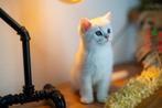 Britse korthaar kitten - NS11 - Kater, Dieren en Toebehoren, Katten en Kittens | Raskatten | Korthaar, Kater, Gechipt, 0 tot 2 jaar