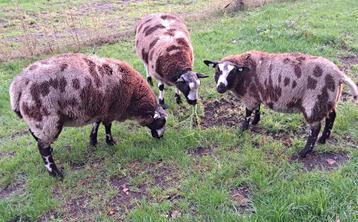 6 rammen - bonte schapen beschikbaar voor biedingen