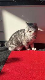 Mooie Britse Korthaar Kat te Koop, Dieren en Toebehoren, Katten en Kittens | Raskatten | Korthaar, Poes, Ingeënt, 0 tot 2 jaar