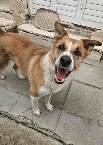 Melina 4 jaar Sheba Inu x Staffy verblijft in Cyprus beschikbaar voor biedingen