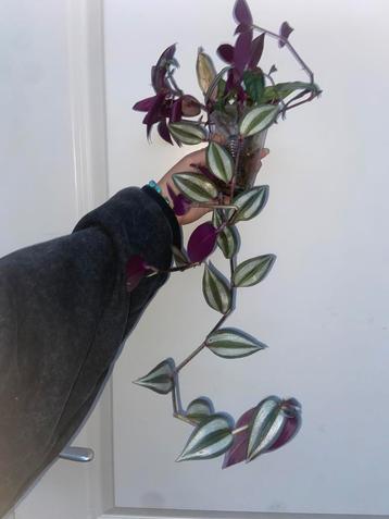 Tradescantia violet hill hangplant beschikbaar voor biedingen