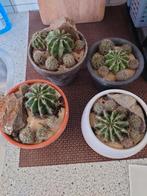 Cactussen met de pot, Ophalen of Verzenden, Overige soorten, Minder dan 100 cm