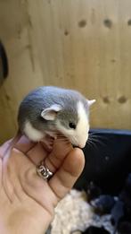 Hele mooie diverse Husky/Rex Dumbo rittens beschikbaar!, Dieren en Toebehoren, Knaagdieren, November, Meerdere dieren, Rat