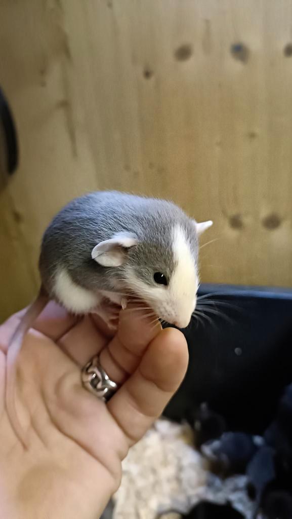 Hele mooie diverse Husky/Rex Dumbo rittens beschikbaar!, Dieren en Toebehoren, Knaagdieren, Meerdere dieren, Rat, November