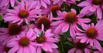 Diverse vaste planten op voorraad, Tuin en Terras, Zomer, Ophalen of Verzenden, Volle zon