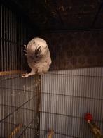 Grijze roodstaart papagaai, Dieren en Toebehoren, Vrouwelijk, Papegaai, Tam