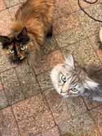 2 Prachtige siberische boskatten moeten helaas weg, Meerdere dieren