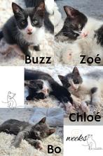 Lovely mix siamese kittens are searching for a new home, Dieren en Toebehoren, Katten en Kittens | Overige Katten