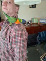 Lori van de blauwe bergen 2x, Dieren en Toebehoren, Geslacht onbekend, Papegaai